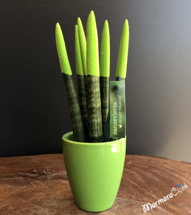 Mini Yeşil Sansevieria