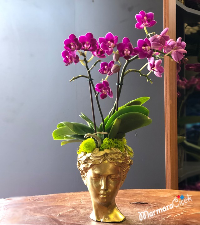 Heykel Saksıda Mini Orkide