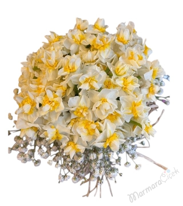 Mis Kokulu Nergis ( Narcissus ) Aranjman