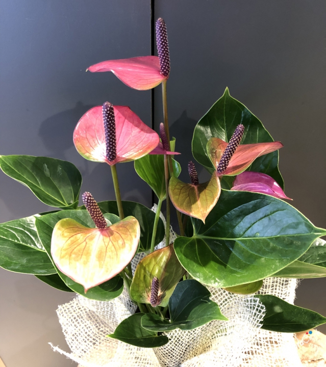 Purple Anthurium