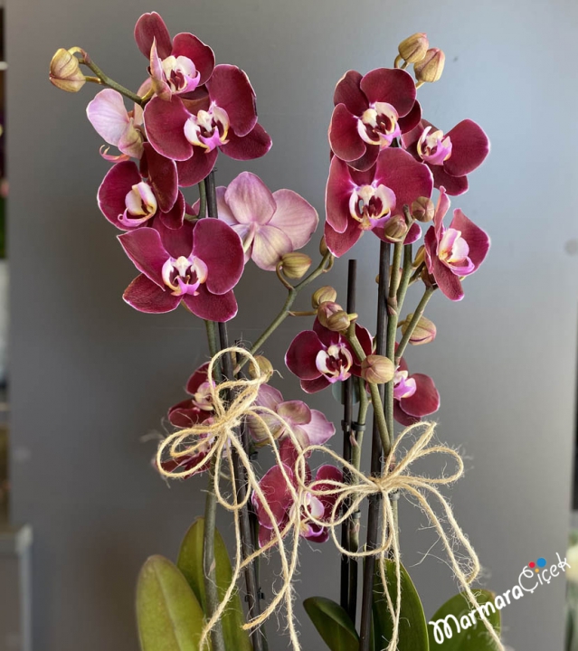 Phalaenopsis Magdalena Orkide