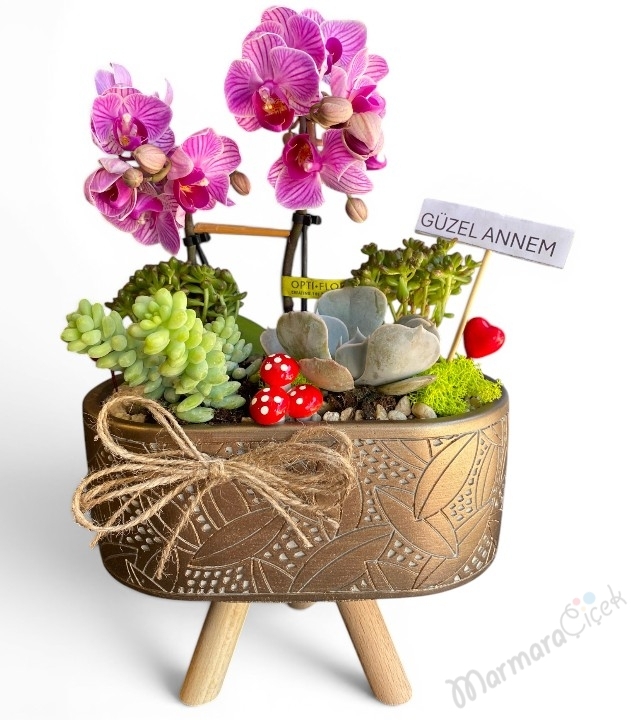 Mor Orkideli Sukulent Aranjman