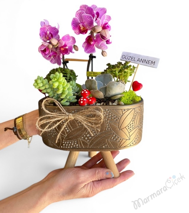 Mor Orkideli Sukulent Aranjman