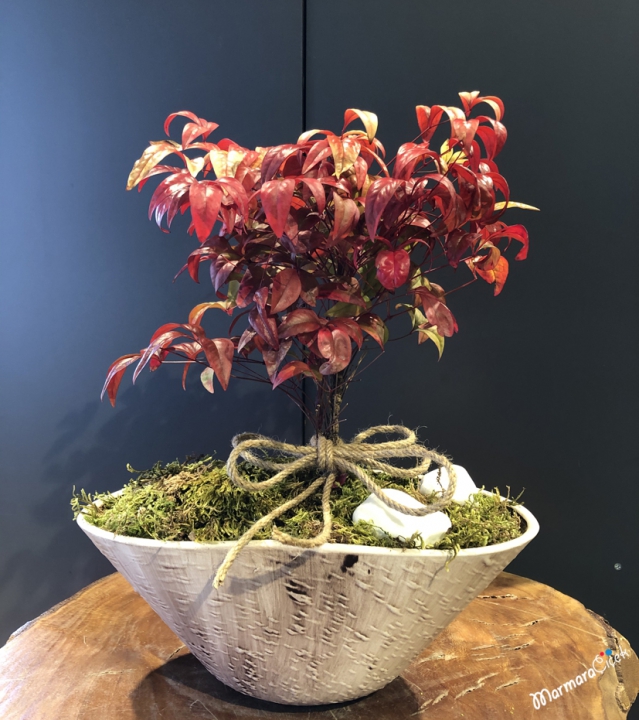 Nandina Bonsai