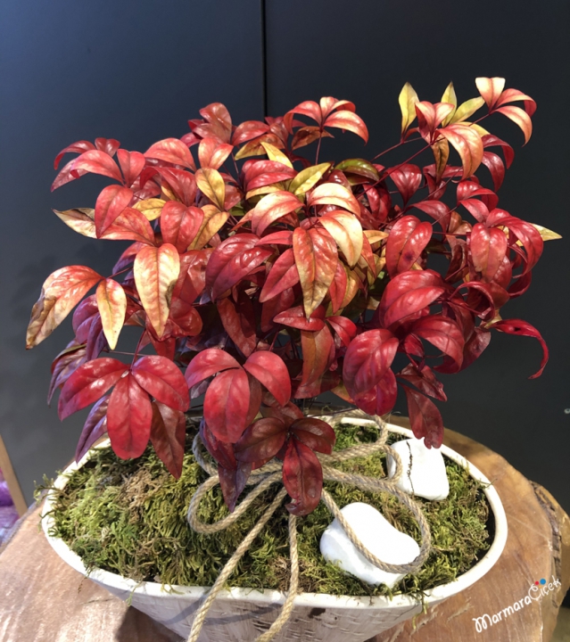 Nandina Bonsai