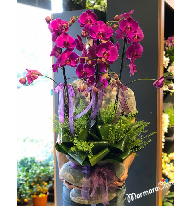 Fuchsia Orchid Arrangement