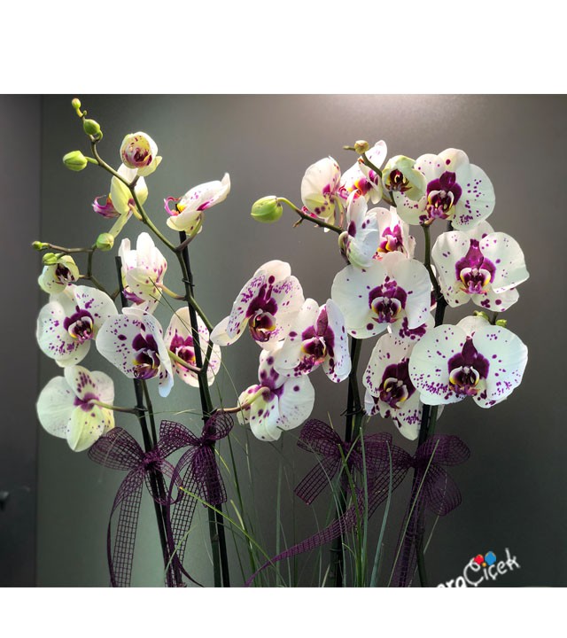 Dalmaçyalı Orkide Aranjman