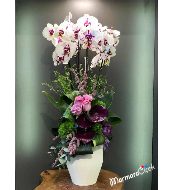 Arrangement of Dalmatian Orchids