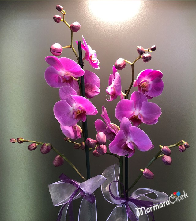 Purple orchid with a twist