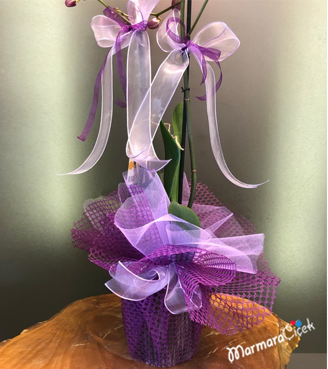 Purple orchid with a twist