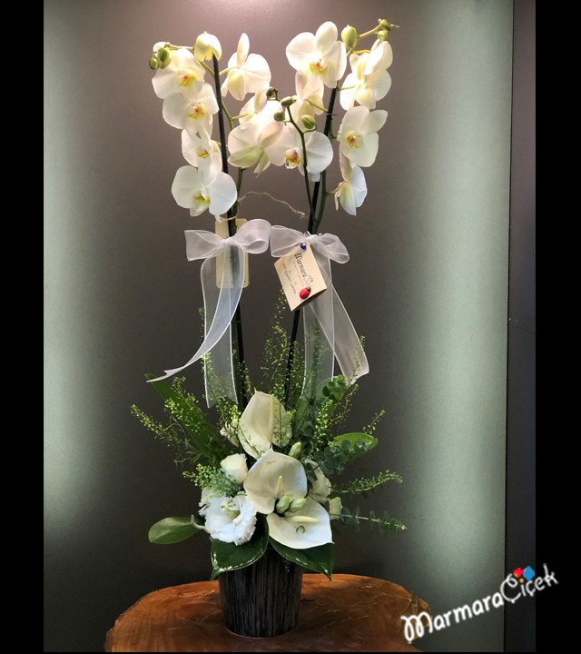 Elegant Orchid Arrangement