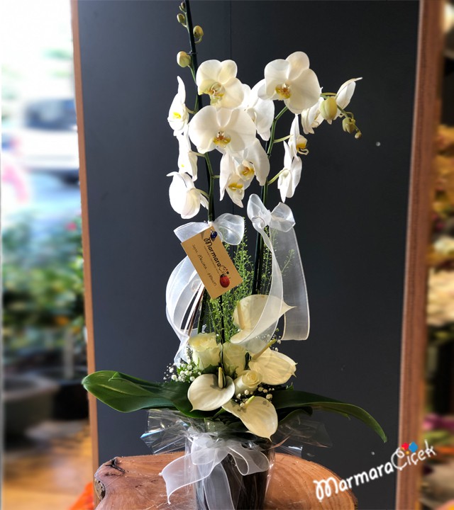 Elegant Orchid Arrangement