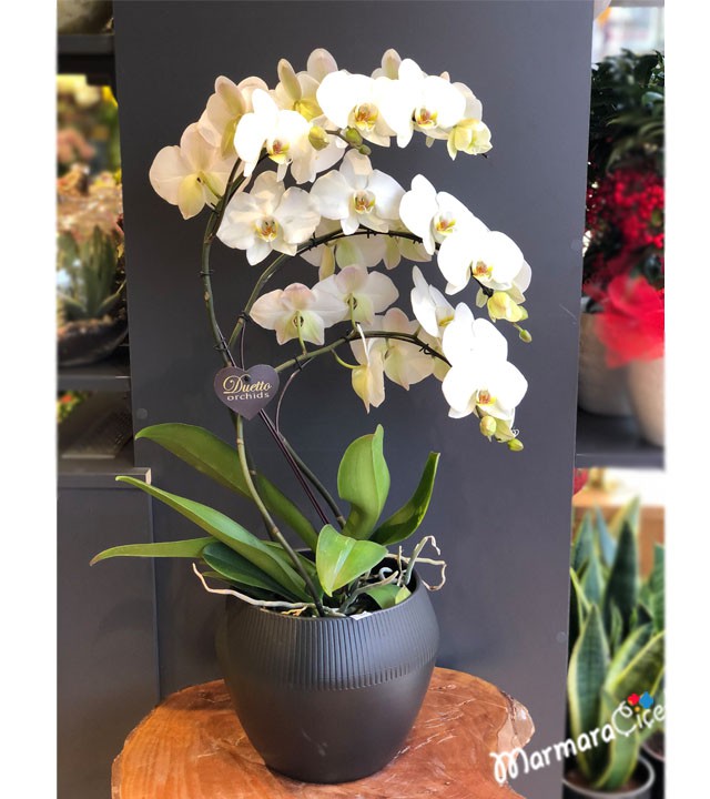 Beyaz Orkide Sarmaşık