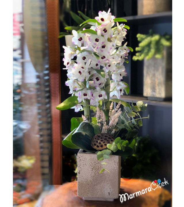 Kırçıllı  Dendrobium Orkide