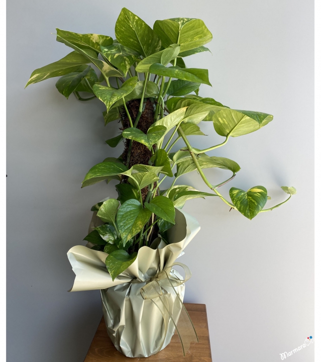 Epipremnum Aureum Mosstok (Patos Sarmaşığı)