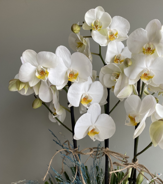 Özel Tasarım Orkide Aranjman