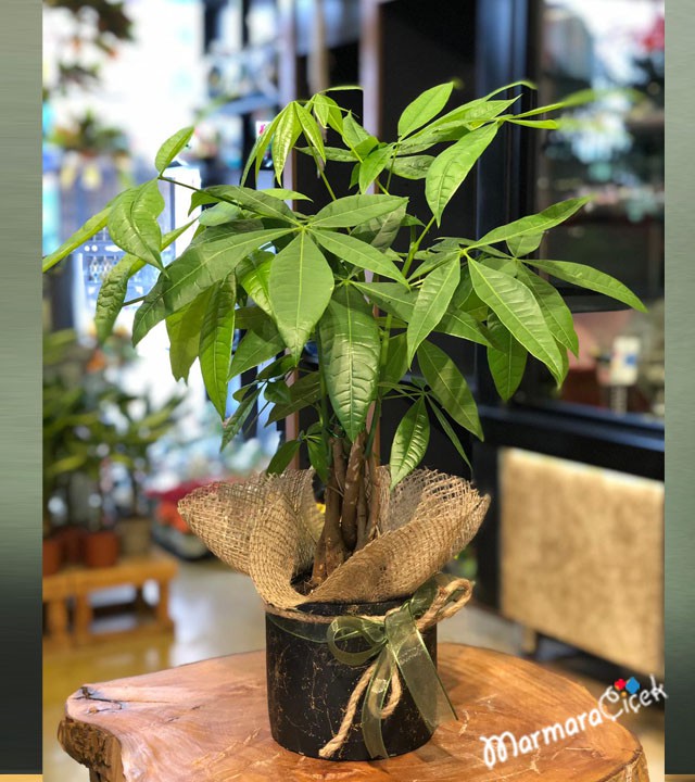Mini Pachira Plant