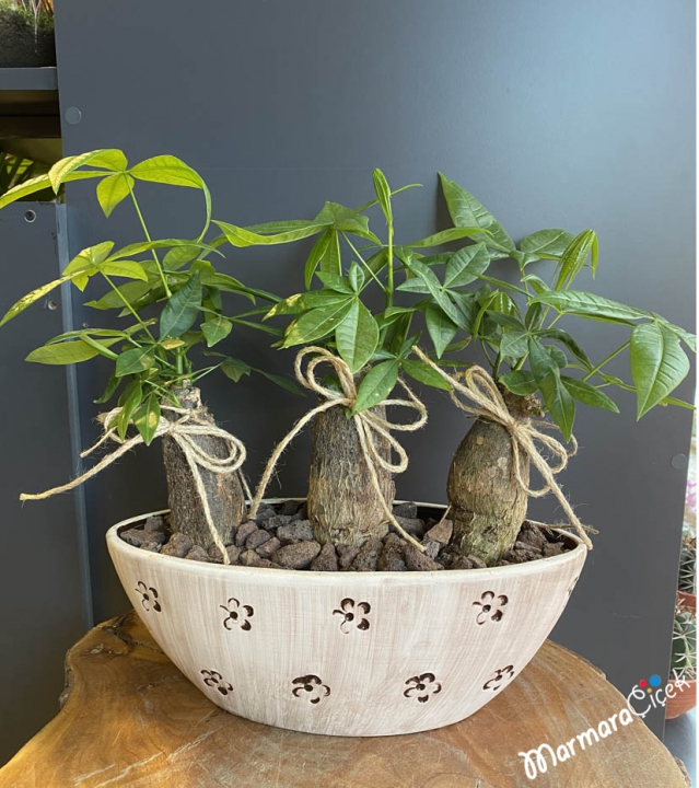 Pachira Para Ağacı Bonsai