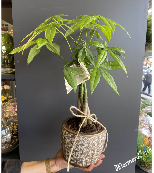 Pachira Plant
