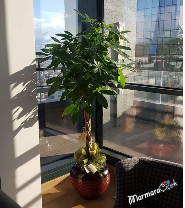 Pachira Potted Flower