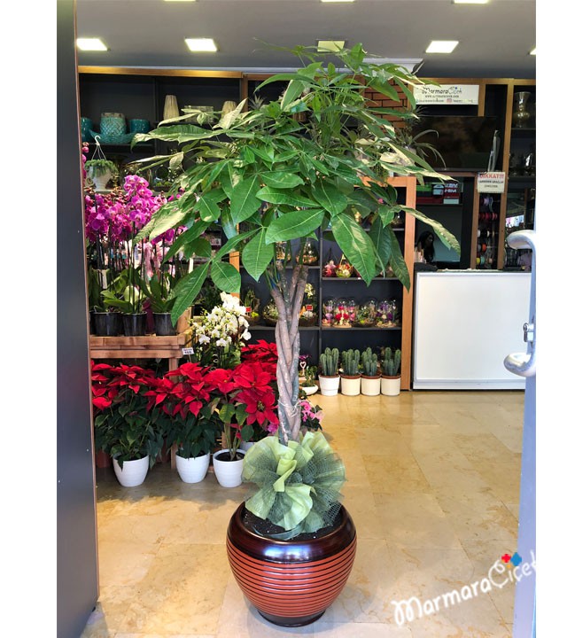 Pachira Potted Flower