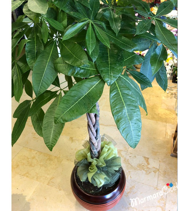 Pachira Potted Flower