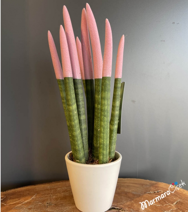 Pembe Sansevieria