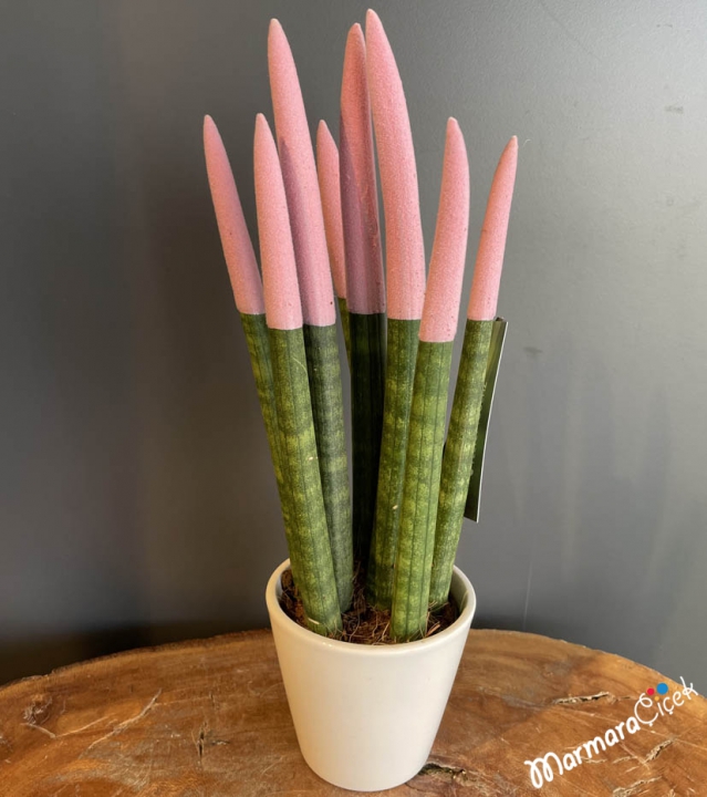 Pembe Sansevieria