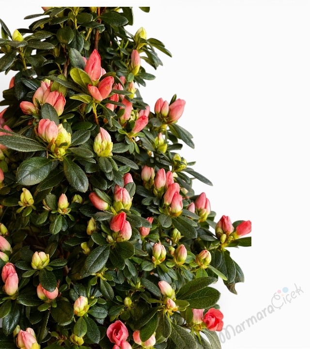 Pembe Açelya Saksı Çiçeği