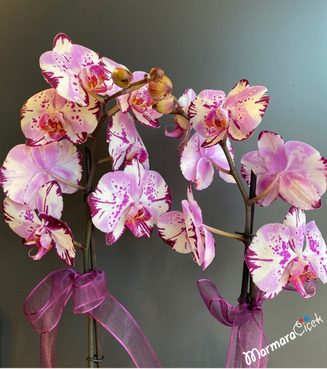 Kırçıllı Orkide