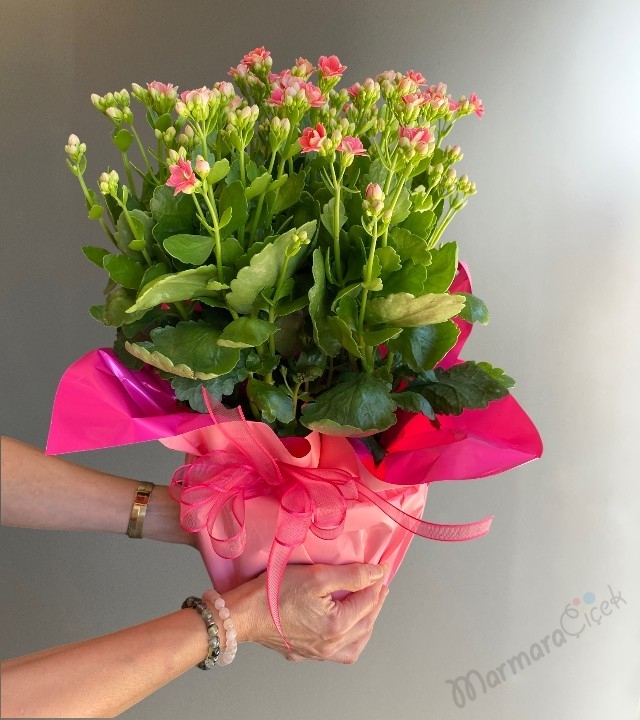 Pembe Kalanchoe