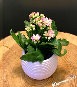 Pembe Kalanşio