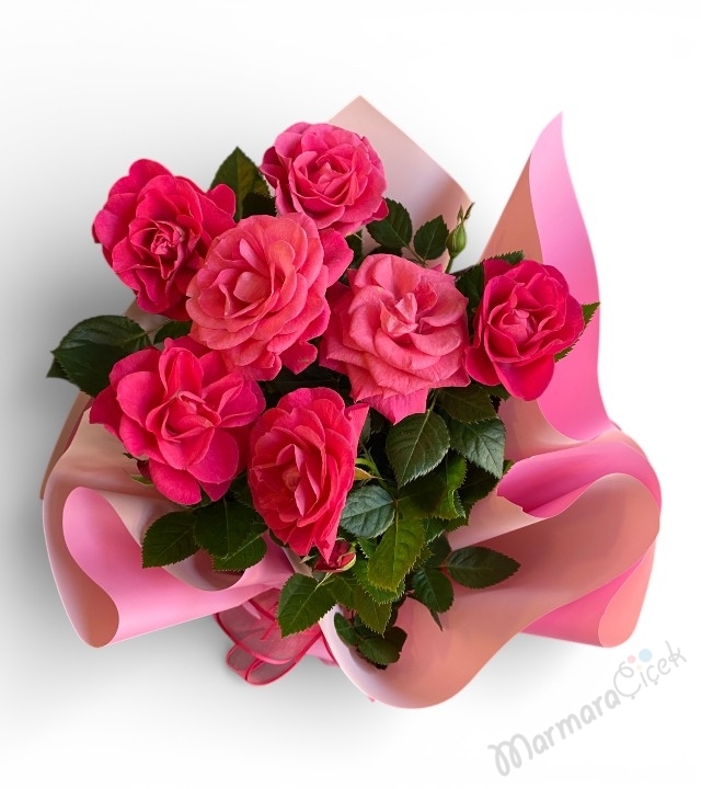  Saksıda Kokulu Pembe Gül 