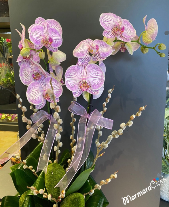 Lila Çizgili Orkide