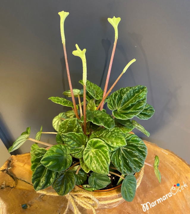 Peperomya (Peperomia) Çiçeği