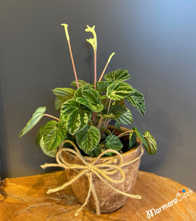 Peperomya (Peperomia) Çiçeği