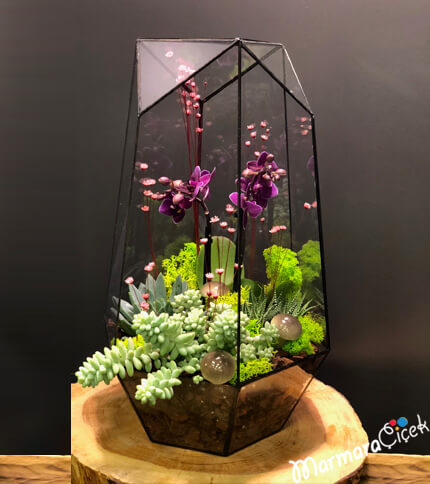 Orchid Terrarium