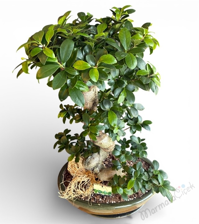 S Form Gövdeli Büyük Boy Ficus Bonsai