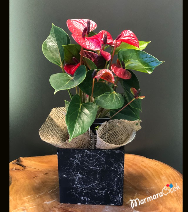 Anthurium Flower