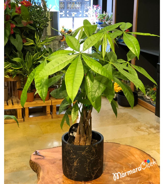 Mini Pachira Plant