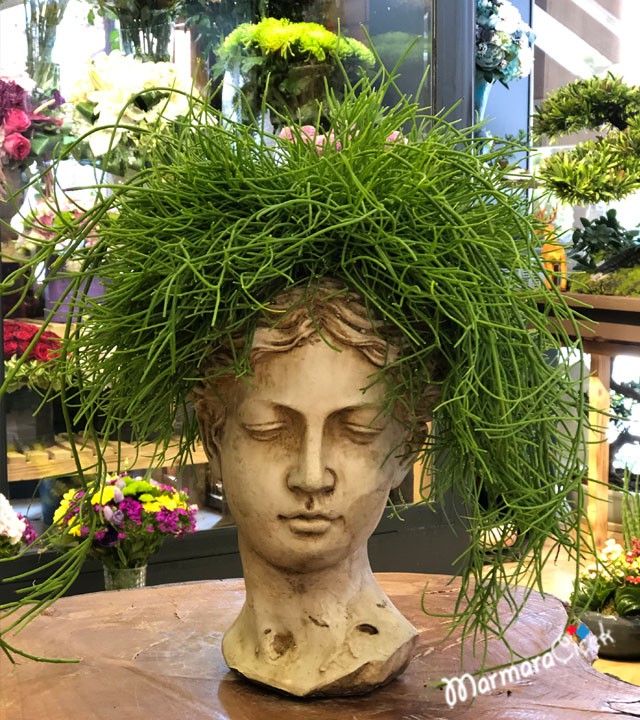  Heykel Saksıda Rhipsalis