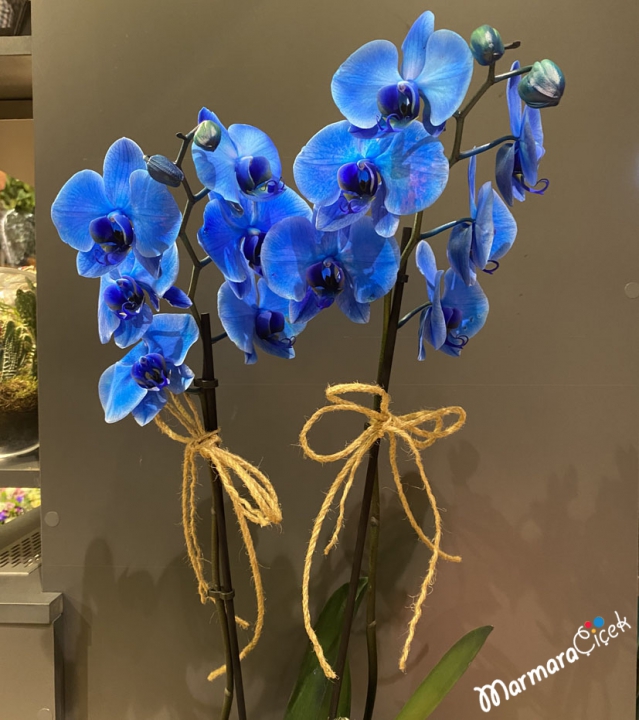 Blue Orchids in Pots