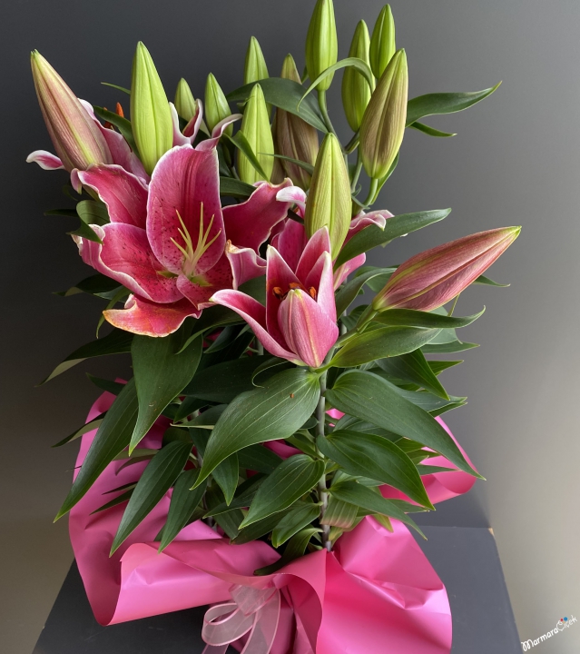 Saksıda Pembe Lilyum