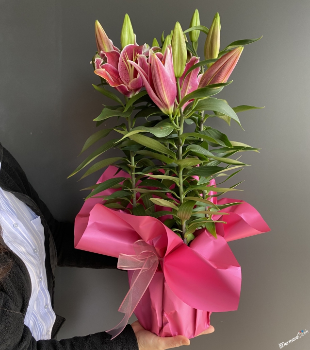 Saksıda Pembe Lilyum
