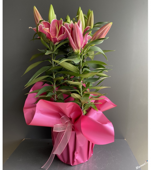 Saksıda Pembe Lilyum