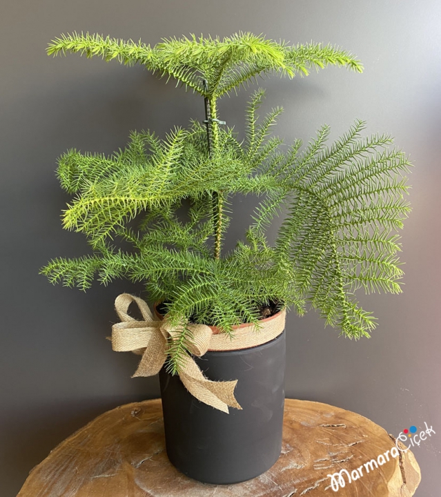 Araucaria Lounge Pine