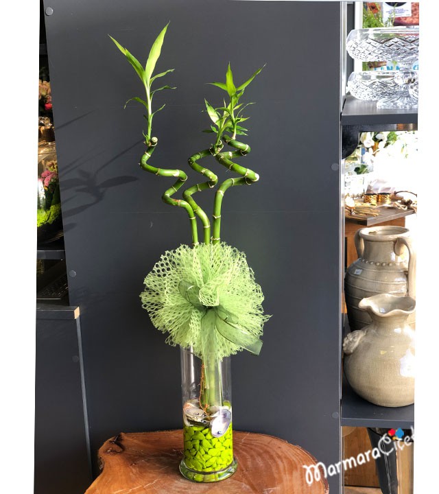 Triple Luck Bamboo