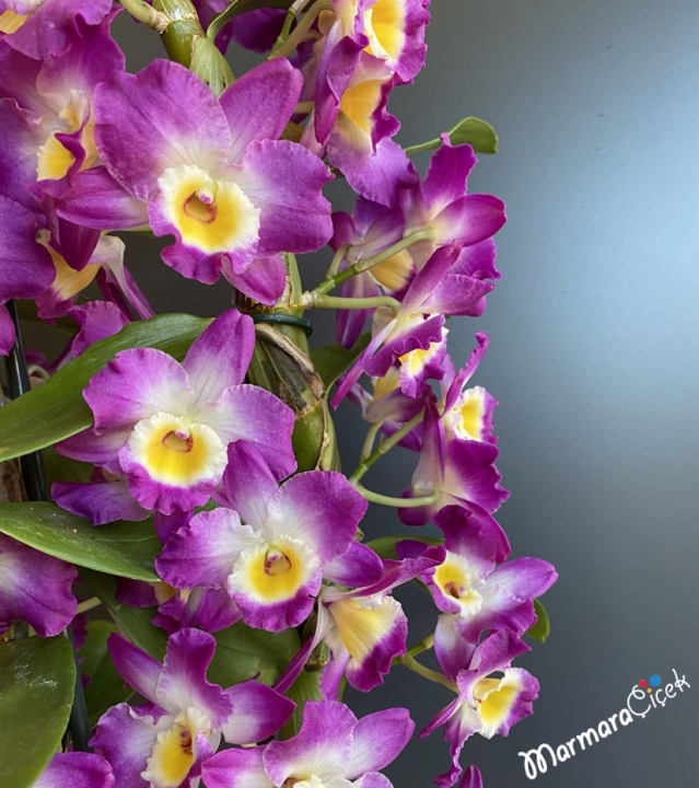 Seramik Saksıda Dendrobium Orkide