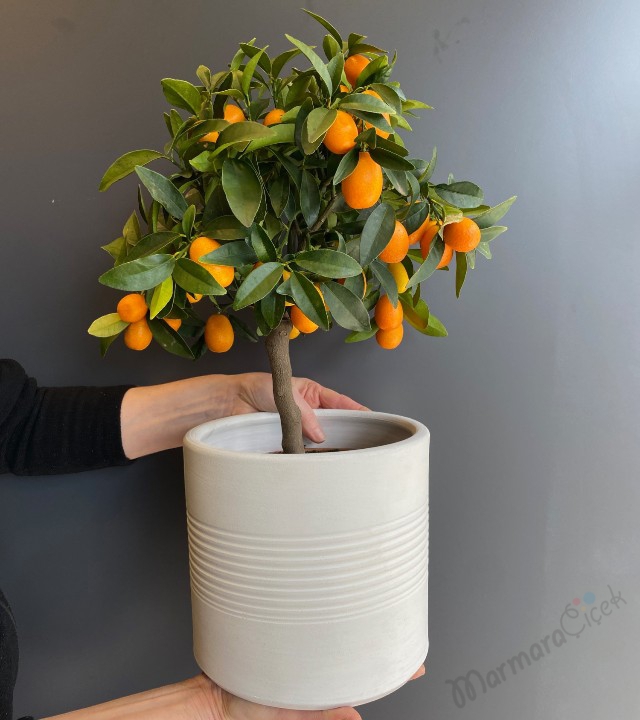 Seramikte Kumkuat Bitkisi