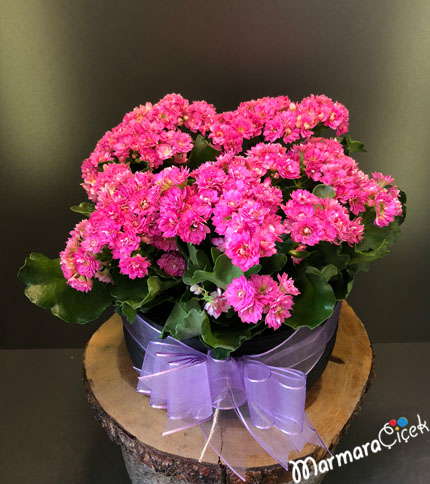 Seramikte Kalanchoe Bahçesi